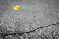 Blume im Asphalt (gelb)