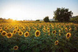 Sonnenblumen mit Sonne